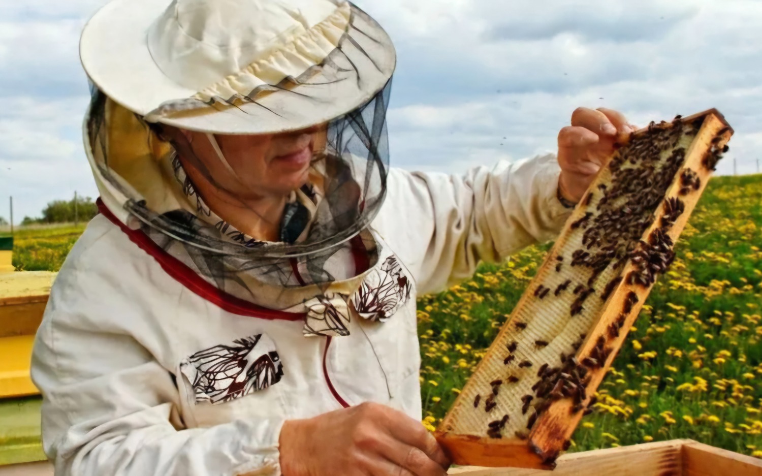 Apicultura argentina: una economía exportadora que impulsa producción y biodiversidad